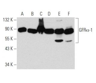 GFR&alpha;-1 Antibody (E-11) - Western Blotting - Image 356929 