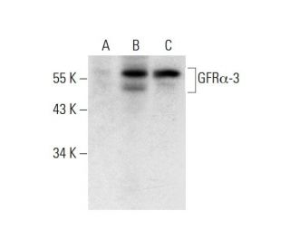 GFR&alpha;-3 Antibody (G-3) - Western Blotting - Image 297595