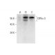GFRα-3 Antibody (G-3) - Western Blotting - Image 297595