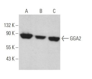 GGA2 Antibody (E-3) - Western Blotting - Image 366299 