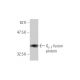 Gγ 1 Antibody (1F8) - Western Blotting - Image 348493