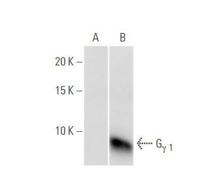 G<sub>&gamma;</sub><sub> 1</sub> Antibody (1F8) - Western Blotting - Image 352116 