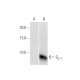 Gγ 1 Antibody (1F8) - Western Blotting - Image 352116 