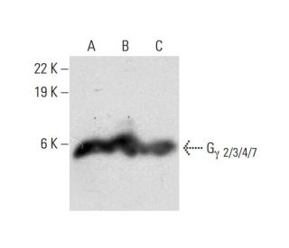 G<sub>&gamma;</sub><sub> 2/3/4/7</sub> Antibody (C-5) - Western Blotting - Image 299302 