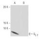 Gγ 2 Antibody (7-RE20) - Western Blotting - Image 64943
