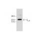 Gγ 9 Antibody (H-11) - Western Blotting - Image 288056
