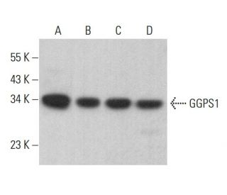 GGPS1 Antibody (B-2) - Western Blotting - Image 383071 
