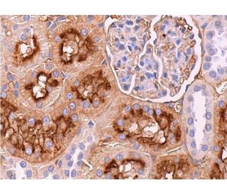 GGT1 Antibody (F-7) - Immunohistochemistry - Image 373623 
