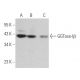 GGTase-Iβ Antibody (B-11) - Western Blotting - Image 365643