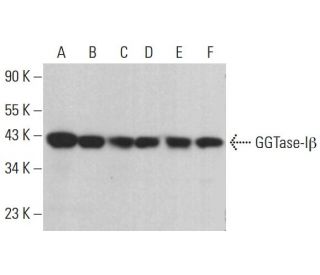 GGTase-I&beta; Antibody (D-11) - Western Blotting - Image 382596 