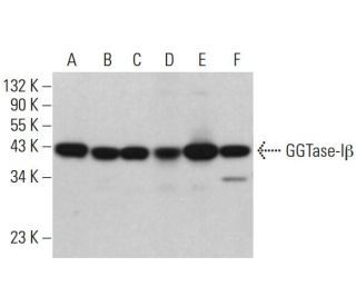 GGTase-I&beta; Antibody (H-3) - Western Blotting - Image 382594 