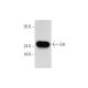 GH Antibody (B-10) - Western Blotting - Image 333726