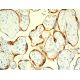 GH Antibody (C-3) - Immunohistochemistry - Image 411557 