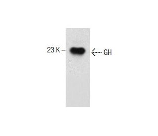 GH Antibody (C-3) - Western Blotting - Image 286752 