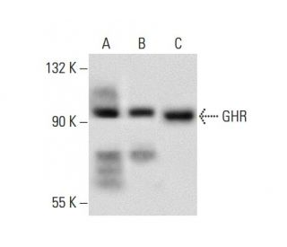 GHR Antibody (B-12) - Western Blotting - Image 59615 