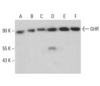 GHR Antibody (B-12) - Western Blotting - Image 360202