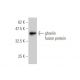 ghrelin Antibody (2F4) - Western Blotting - Image 349584
