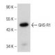 GHS-R1 Antibody (E-7) - Western Blotting - Image 151024 