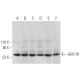 GHS-R1 Antibody (E-7) - Western Blotting - Image 372846 