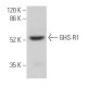 GHS-R1 Antibody (E-7) - Western Blotting - Image 372850