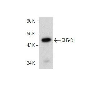GHS-R1 Antibody (E-7) - Western Blotting - Image 151024 