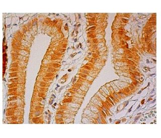 GID4 Antibody (B-6) - Immunohistochemistry - Image 302565 