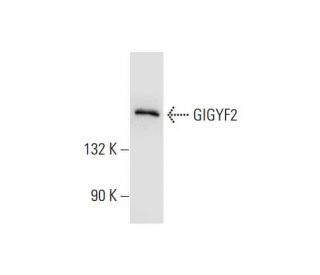 GIGYF2 Antibody (A-12) - Western Blotting - Image 299224 