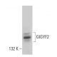 GIGYF2 Antibody (G-5) - Western Blotting - Image 360201 
