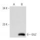 GILZ Antibody (D-2) - Western Blotting - Image 51789