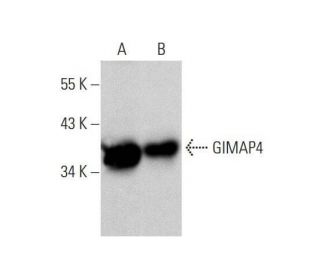 GIMAP4 Antibody (C-4) - Western Blotting - Image 352614 