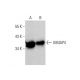 GIMAP4 Antibody (C-4) - Western Blotting - Image 352614 