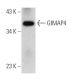 GIMAP4 Antibody (C-4) - Western Blotting - Image 366696 