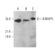 GIMAP5 Antibody (E-11) - Western Blotting - Image 373153 