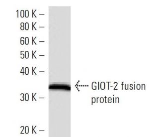 GIOT-2 Antibody (3421C3a) - Western Blotting - Image 16666