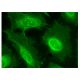 GIPC Antibody (B-6) - Immunofluorescence - Image 158170 