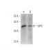 GIPC Antibody (B-6) - Western Blotting - Image 353386 