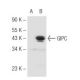 GIPC Antibody (C-9) - Western Blotting - Image 68253