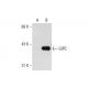 GIPC Antibody (C-9) - Western Blotting - Image 127596 