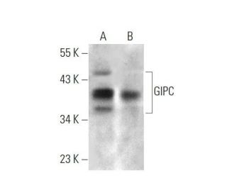 GIPC Antibody (C-9) - Western Blotting - Image 353385 
