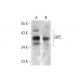 GIPC Antibody (C-9) - Western Blotting - Image 353385 