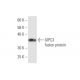 GIPC3 Antibody (8H8) - Western Blotting - Image 350331
