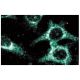 GIT2 Antibody (27) - Immunofluorescence - Image 60519