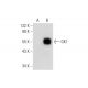 GK1 Antibody (E-4) - Western Blotting - Image 304325 