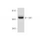 GK1 Antibody (F-5) - Western Blotting - Image 297601