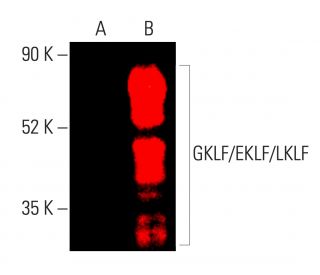GKLF/EKLF/LKLF/KLF4/1/2 Antibody (F-8) - Western Blotting - Image 403553 