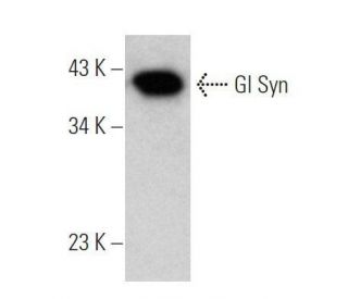 Gl Syn Antibody (D-6) - Western Blotting - Image 356274