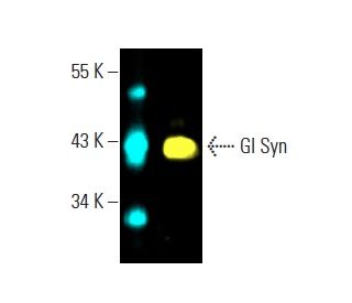 Gl Syn Antibody (E-4) - Western Blotting - Image 397476