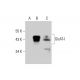 GlcAT-I Antibody (H-5) - Western Blotting - Image 289459