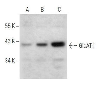 GlcAT-I Antibody (H-5) - Western Blotting - Image 354270 