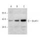 GlcAT-I Antibody (H-5) - Western Blotting - Image 354270 